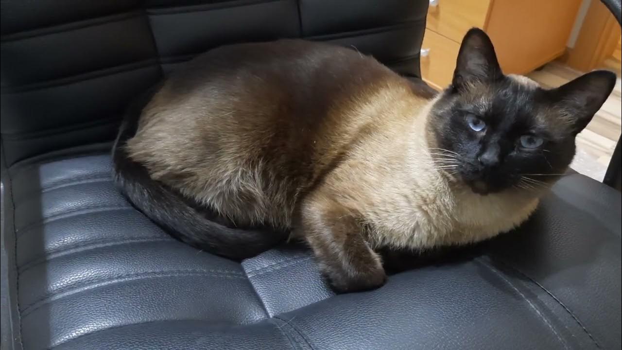 котик недоволен - YouTube