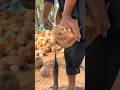 Skill to cut coconut using a sharp spear #shorts