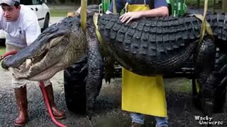 Incredibly Huge Crocodile!