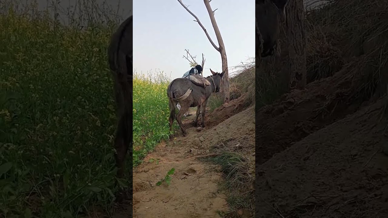 КоНі Ваговози.Жеребець наПаровку.Привезли лошицю з Бачача. КоніТернопільщини. Wyt.