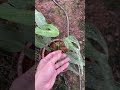 Monstera Burle Marx Flame | New Leaves 😍 #kiengla #monstera #monsteraburlemarxflame #burlemarxflame