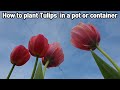 튤립화분에 키우기♥ㅣHow to plant Tulips bulbs in a pot or container