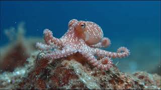 Octopus – The Alien Genius of the Ocean
