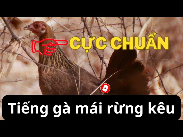 Tiếng gà mái rừng gọi trống rất chuẩn thu âm từ mái mồi vip. class=