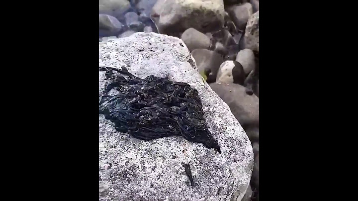 REAL VENOM SYMBIOTE FOUND!?