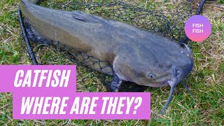 Where are the Catfish on Bull Shoals Lake???