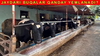 70-ta BUQALAR QANDAY BOQILMOQDA KORIB BUQA BOQISHNI ORGANAMIZ