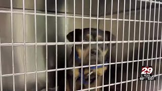 Louisa County Animal Shelter currently at ‘critically full capacity’