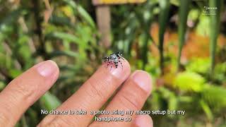 Jumping spider