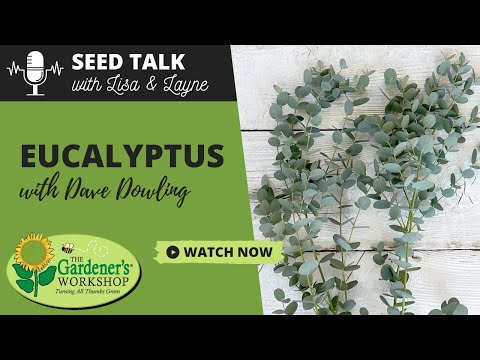 Video: Eucalyptus Nicoli u cvjećarstvu