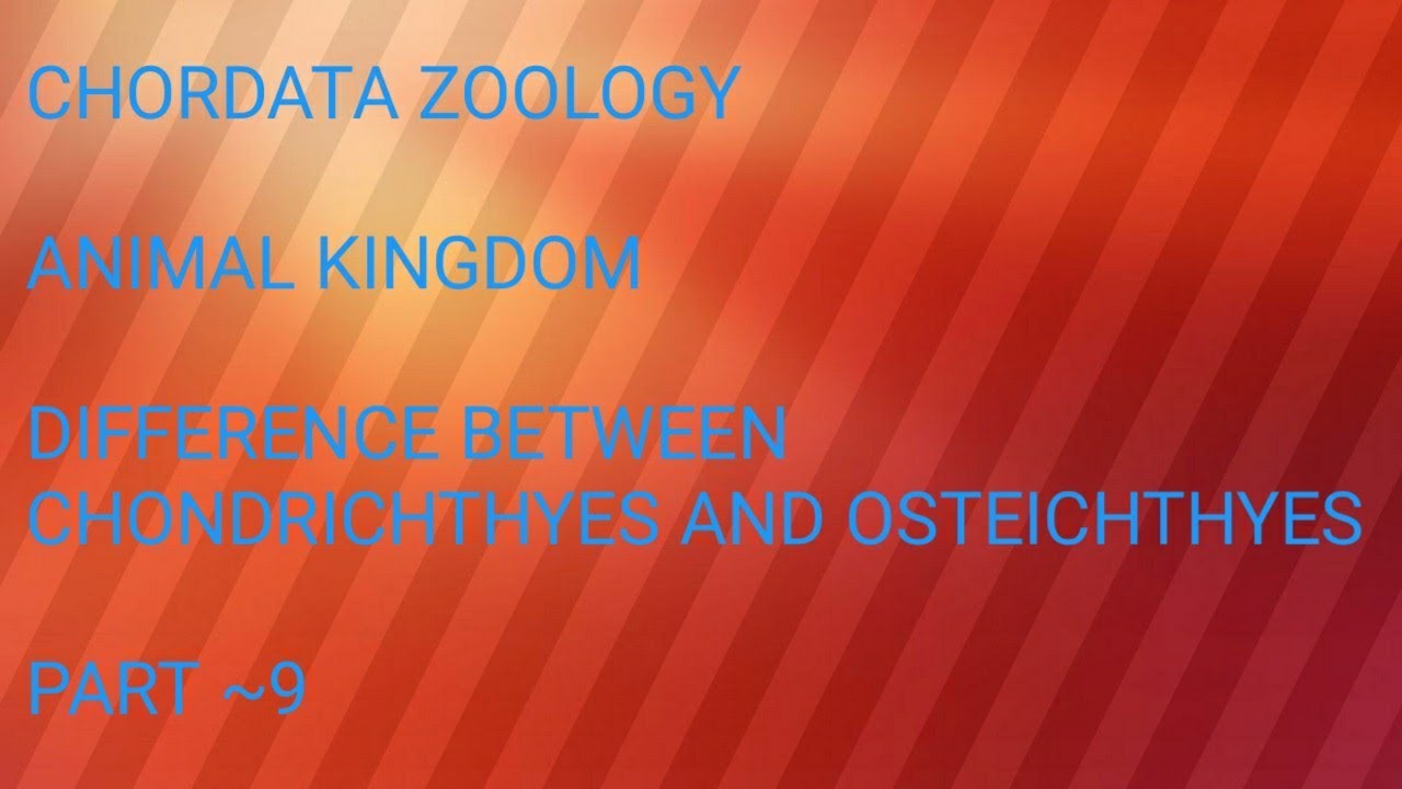 difference-between-chondrichthyes-and-osteichthyes-youtube