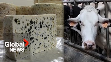 "Unjustified, unwarranted," says EU as China slaps tariffs up to 42.7% on dairy products