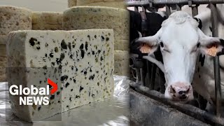 Unjustified, Unwarranted, Says Eu As China Slaps Tariffs Up To 42.7% On Dairy Products