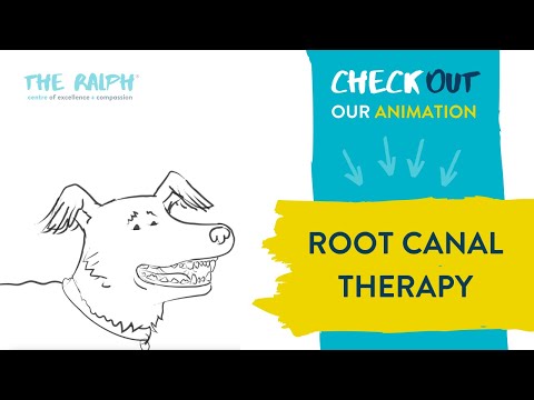 Root Canal Therapy For Dogs And Cats