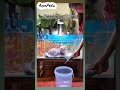 cat and fish watertank