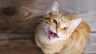 cat sound | বিড়ালের ডাক | cats and kittens meowing | cat voice | cat sound effects #catsounds #meows