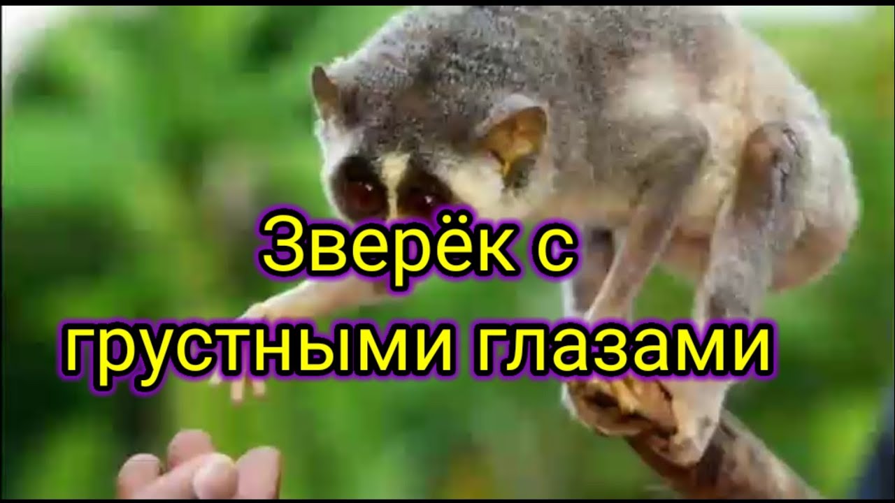 Лимур Лори.