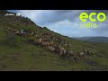 Eco india home to dhangar and deccani sheep saswads grasslands face an uphill battle for survival