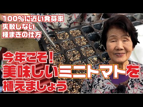 ミニトマト絶対発芽させるための種まき【トマト】【育て方】【栽培方法】【CF千果】