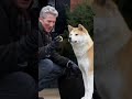 Based On True Story In Japan🥺hachiko Proved That Dogs Never Forget Their Loved One S 🥺 Therijikalam Based On True Story In Japan🥺hachiko Proved That Dogs Never Forget Their Loved One S 🥺 Therijikalam