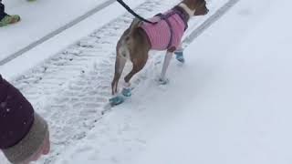 Basenji Snow