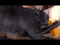 Kuro trying to open the Goro's food container / フードストッカーを開けようとするクロさん 20160229 cat 猫 クロネコ dog