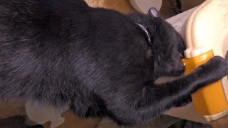 Kuro trying to open the Goro's food container / フードストッカーを開けようとするクロさん 20160229 cat 猫 クロネコ dog
