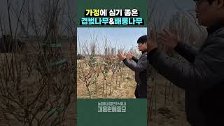 가정정원에 포인트로 심기 좋은 아담한 #겹벚나무 #배롱나무