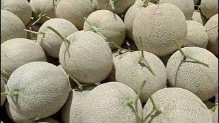 panen melon madesta 600 pohon dapat 2,3 ton