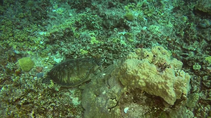 SEA TURTLES!!! Gun Beach, GUAM