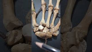 Carpal Bones Of Hand