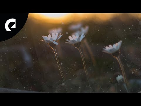 Bo the Drifter - Where the New Flowers Grow