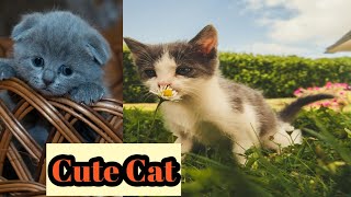 cute cat video