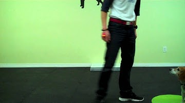 Lolabuland Puppy/Tricks Class - 2on2off training (In Progress)