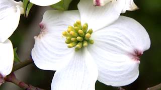 Flowering Dogwood - AskMDC