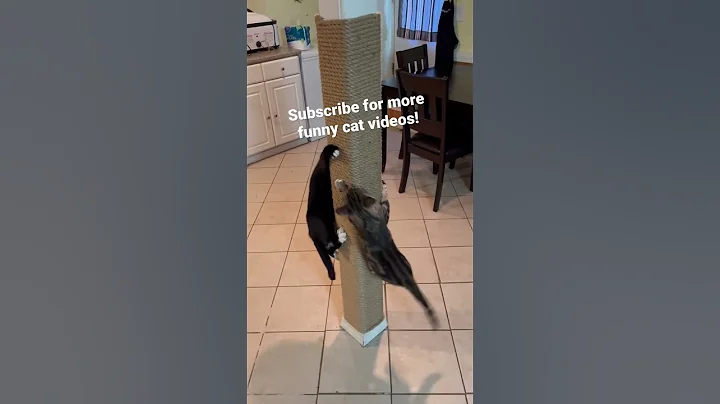 Floor to ceiling scratching post? Yes please! #shorts - DayDayNews