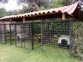 ✅mejores instalaciones caninas🔴 | ideas para criadero de perros | casa para perros | corrales