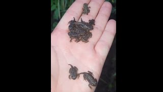 Безумное нашествие лягушек в Краснодарском крае попало на видео