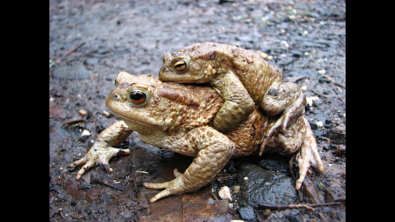 The sound of toads (Nature close sounds, lovely, funny, relax...) - YouTube