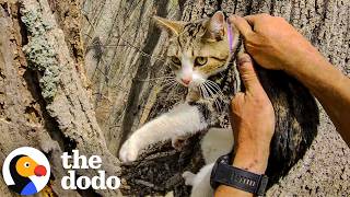 missing cat found crying tree behind her own home after