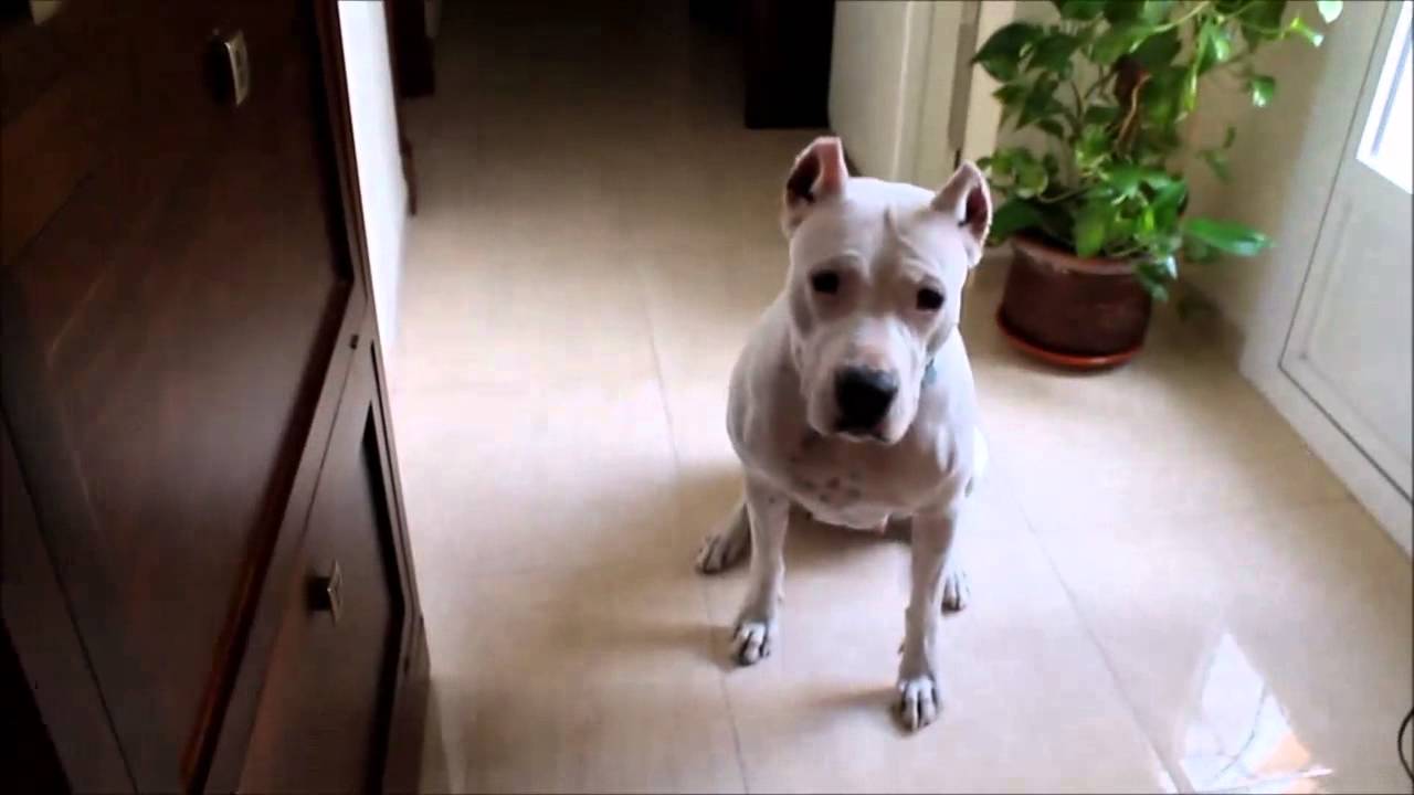 KIRA Dogo Argentino, Obediencia