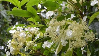 Hydrangea seemanii video