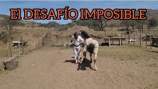 LA TRANSFORMACION MILGROSA DE YEGUA SIN DOMAR DESDE UN LIDERAZGO PROTECTOR EN UNA TARDE #horse#