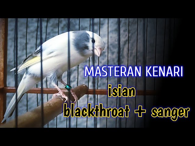 burung kenari isian blackthroat dan sanger - masteran burung kenari class=