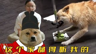 黃狗被主人慣成“皇帝”發脾氣咬人為所欲為訓犬師給它閹了