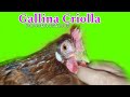 ‼️ SORPRENDENTE🔴 Esto es lo que e aprendido de una gallina criolla 🐔