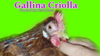 ‼️ SORPRENDENTE🔴 Esto es lo que e aprendido de una gallina criolla 🐔