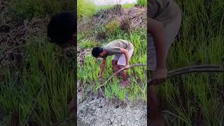 Survival Challenge Dry Wood For Bonfire