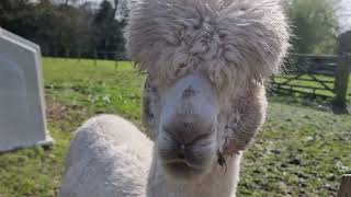 ALPACA ALPACA - Kingston Maurward