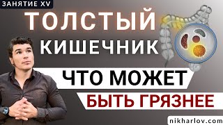 Толстый кишечник: заселение кишки микрофлорой, формирование кала, усвоение жидкостей, дисбактериоз.